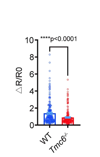 Open access visualization of Box Plot, Scatter Plot, DRG Neurons, Fura-2, Calcium Imaging