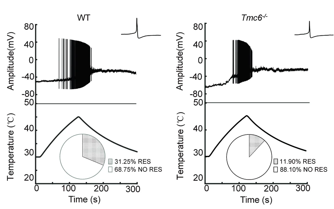 Open access visualization of Line Plot, Pie Chart, DRG Neurons, Heat-Evoked APs, Traces