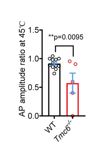 Open access visualization of Bar Plot, Error Bars, DRG Neurons, Heat-Evoked APs, AP Amplitude Ratio