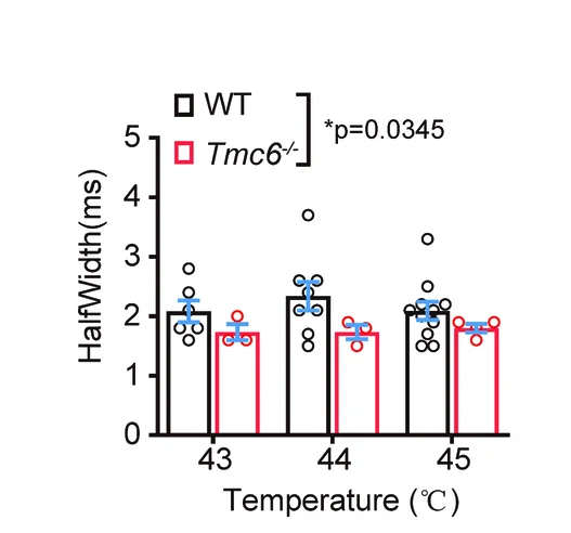 Open access visualization of Bar Plot, Error Bars, Clustered, Scatter Plot, DRG Neurons