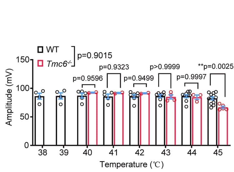 Open access visualization of Bar Plot, Error Bars, Action Potential Amplitude, Heating, Neurons