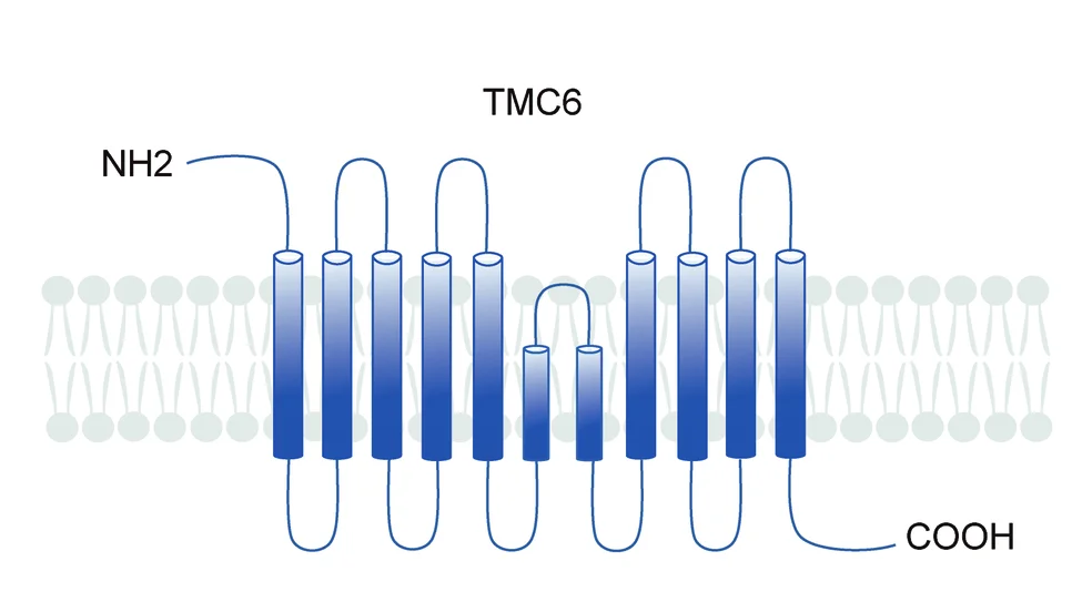 Open access visualization of Illustration, Schematic Diagram, TMC6, Topology