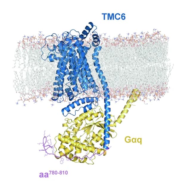 Open access visualization of Protein Structure, Chemical Structure, Computer Simulation, Protein Interaction, TMC6