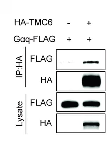 Open access visualization of Gel, Cell Lysate, ND7/23 Cells, HA-tagged TMC6, FLAG-tagged Gaq