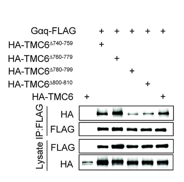 Open access visualization of Gel, Immunoprecipitation, Antibody, Cell Lysate, ND7/23 Cells