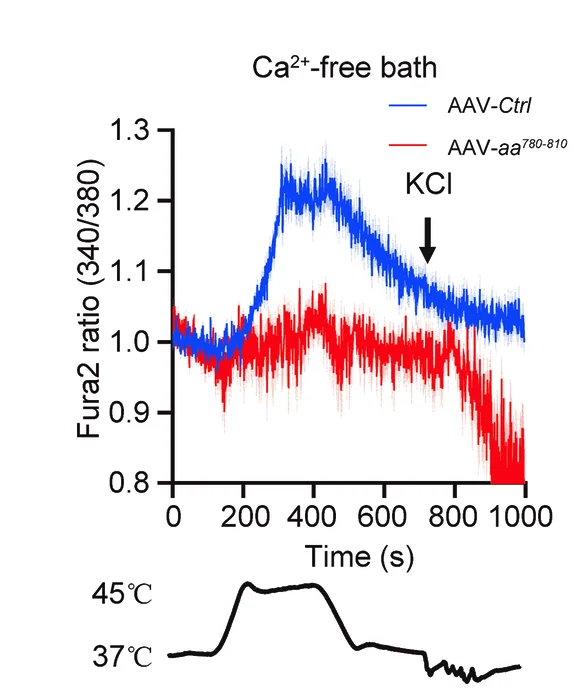 Open access visualization of Line Plot, Error Bars, Calcium Imaging, DRG Neurons, Mice
