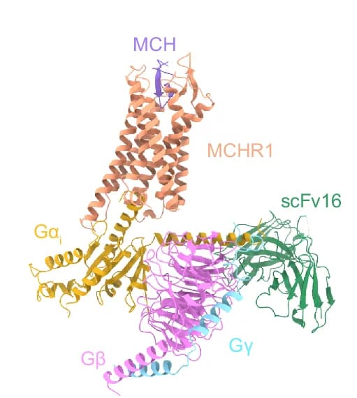 Open access visualization of Protein Structure, Molecular Model, MCH, MCHR1, Gi Complex