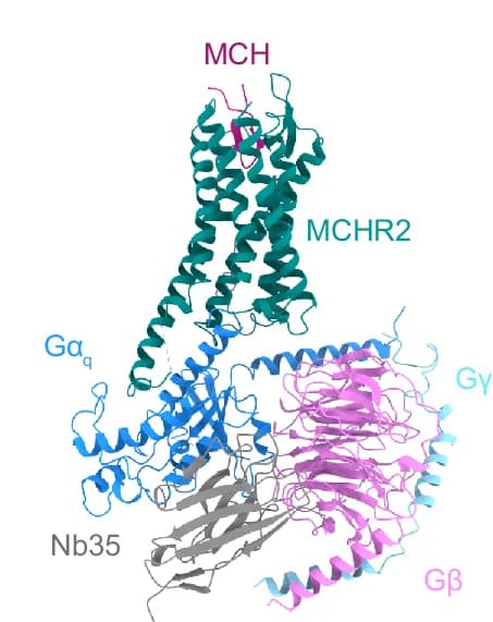 Open access visualization of Protein Structure, Molecular Model, MCH, MCHR2, Gq Complex