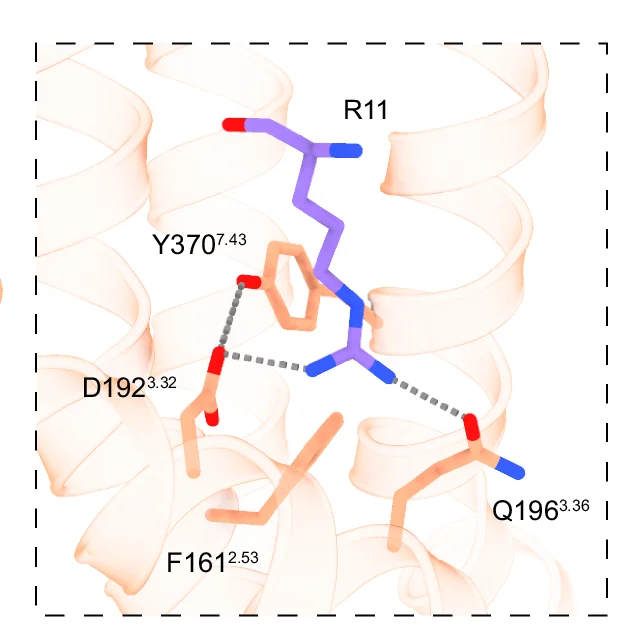 Open access visualization of Protein Structure, Chemical Structure, Molecular Interactions, MCH, MCHR1