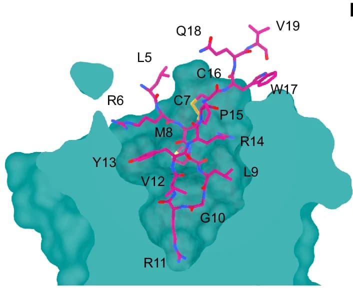 Open access visualization of Protein Structure, Chemical Structure, MCHR2, MCH-binding Pocket, Cross-section