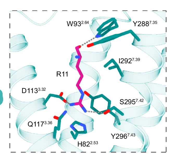 Open access visualization of Protein Structure, Chemical Structure, Molecular Interactions, MCH, MCHR2