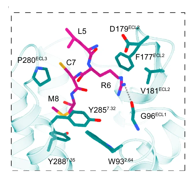 Open access visualization of Protein Structure, Chemical Structure, Molecular Interactions, MCH, MCHR2