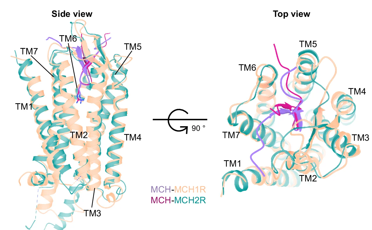 Open access visualization of Protein Structure, MCH, MCHR1, MCHR2, Structural Superposition