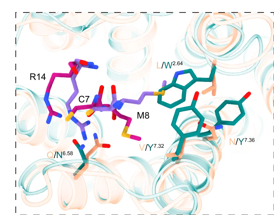 Open access visualization of Protein Structure, Chemical Structure, MCH, MCHR1, MCHR2