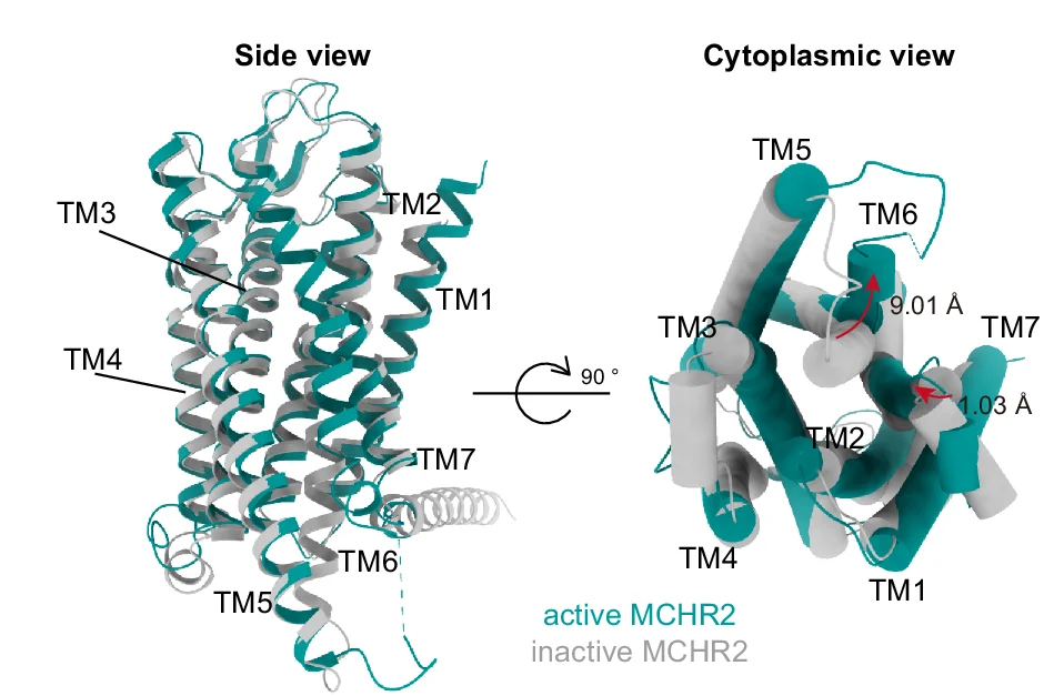Open access visualization of Protein Structure, Cryo-EM, MCH, MCHR, AlphaFold2