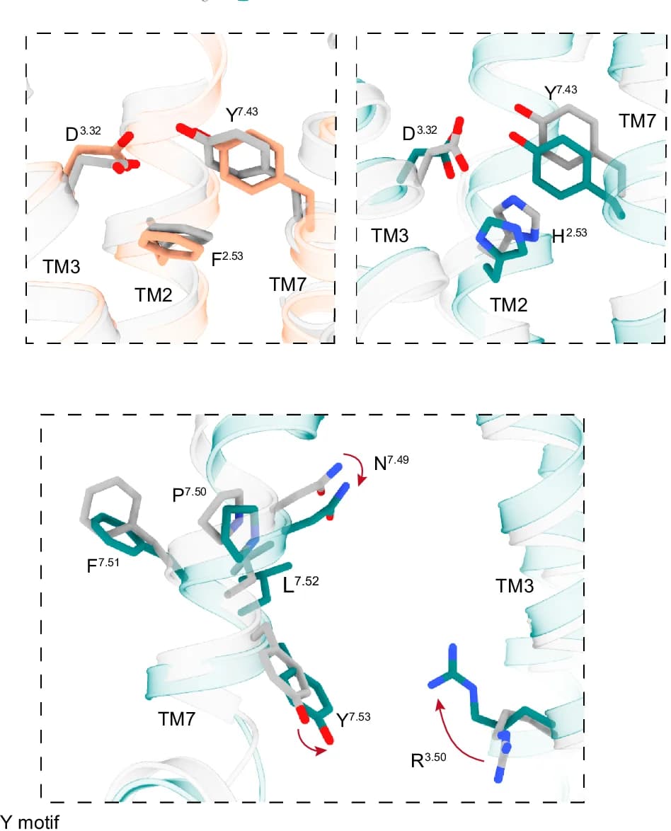 Open access visualization of Protein Structure, Chemical Structure, Binding Pocket, H/F 2.53, D 3.32
