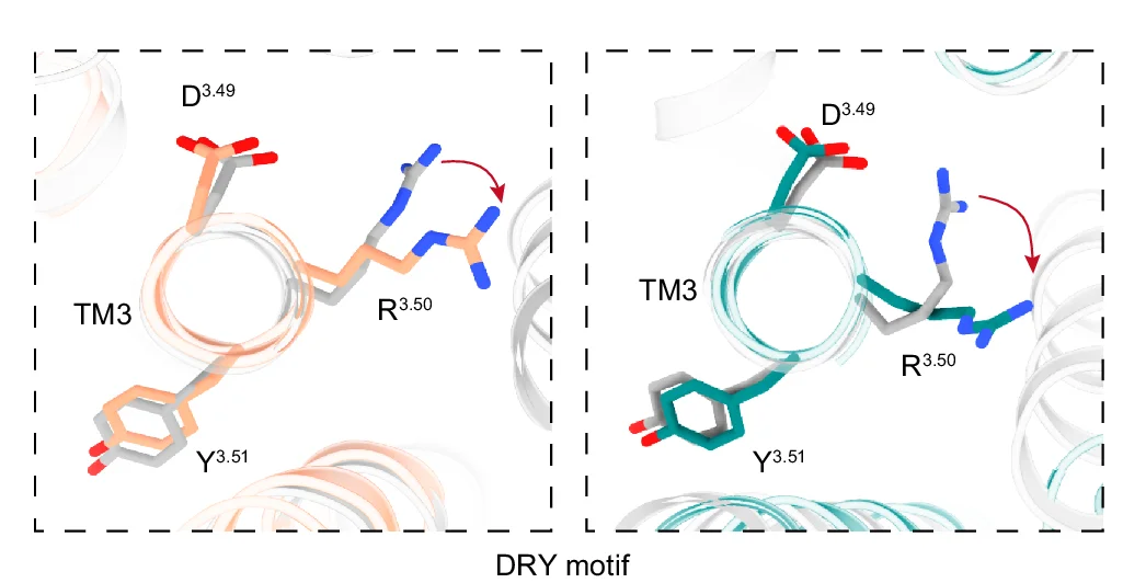 Open access visualization of Protein Structure, Chemical Structure, Conserved Motifs, MCH, MCHR