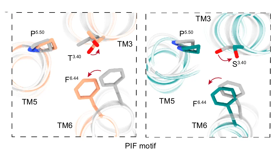 Open access visualization of Protein Structure, Chemical Structure, Conserved Motifs, MCH, MCHR