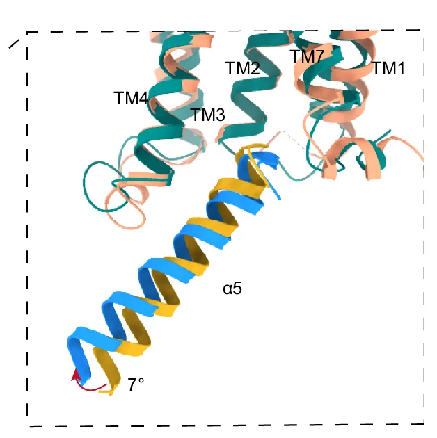 Open access visualization of Protein Structure, 3D Plot, Comparative Analysis, G Protein, Alpha 5 Domain