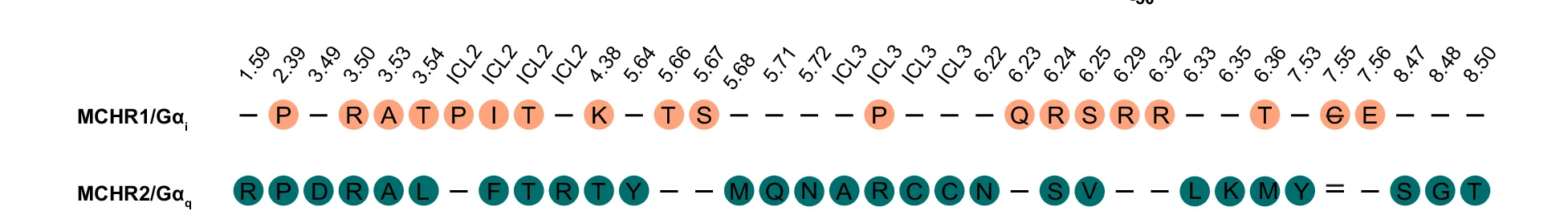 Open access visualization of Illustration, Key Residues, MCHR1, MCHR2, Gai Protein