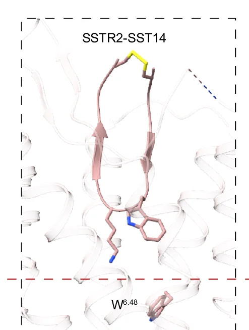 Open access visualization of Protein Structure, Chemical Structure, SST14, SSTR2, Binding Conformation