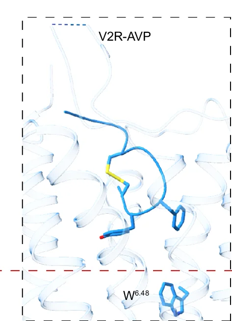 Open access visualization of Protein Structure, Chemical Structure, AVP, V2R, Binding Conformation