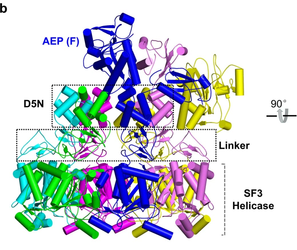 Open access visualization of Protein Structure, Central Ring, D5N Domain, Linker Domain, SF3 Helicase Domain