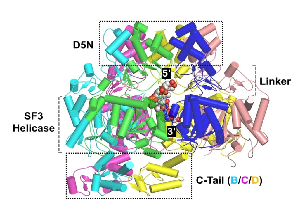 Open access visualization of Protein Structure, Chemical Structure, MPXV E5, Complex Structure, Protein Folding