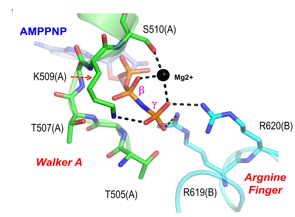 Open access visualization of Protein Structure, Chemical Structure, AMPPNP, SF3 Helicase Domains, Magnesium Ion