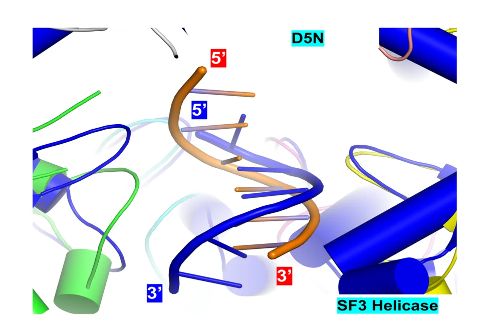 Open access visualization of Protein Structure, Chemical Structure, E5-ssDNA-AMPPNP Complex, HPV E1-DNA Complex, HPV E1