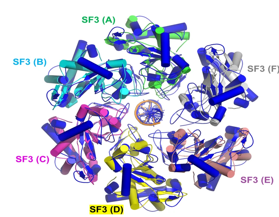Open access visualization of Protein Structure, 3D Plot, E5-ssDNA-AMPPNP Complex, ASFV C962R-DNA Complex, ASFV C962R