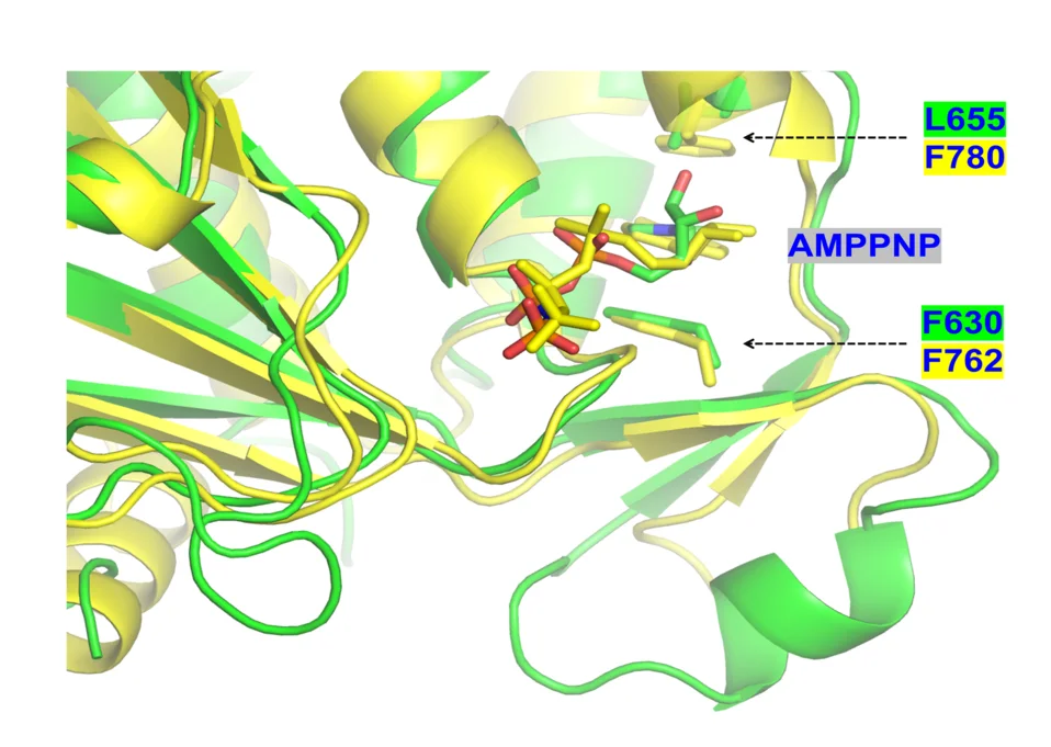 Open access visualization of Protein Structure, Chemical Structure, E5-ssDNA-AMPPNP Complex, ASFV C962R-DNA Complex, ASFV C962R