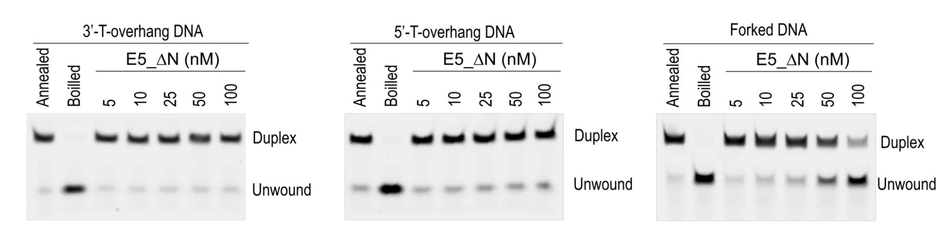 Open access visualization of Gel, In Vitro, DNA Unwinding Assays, MPXV E5