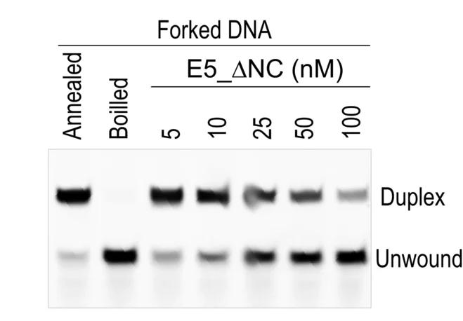Open access visualization of Gel, In Vitro, DNA Unwinding Assays, MPXV E5, N-Terminal Truncation