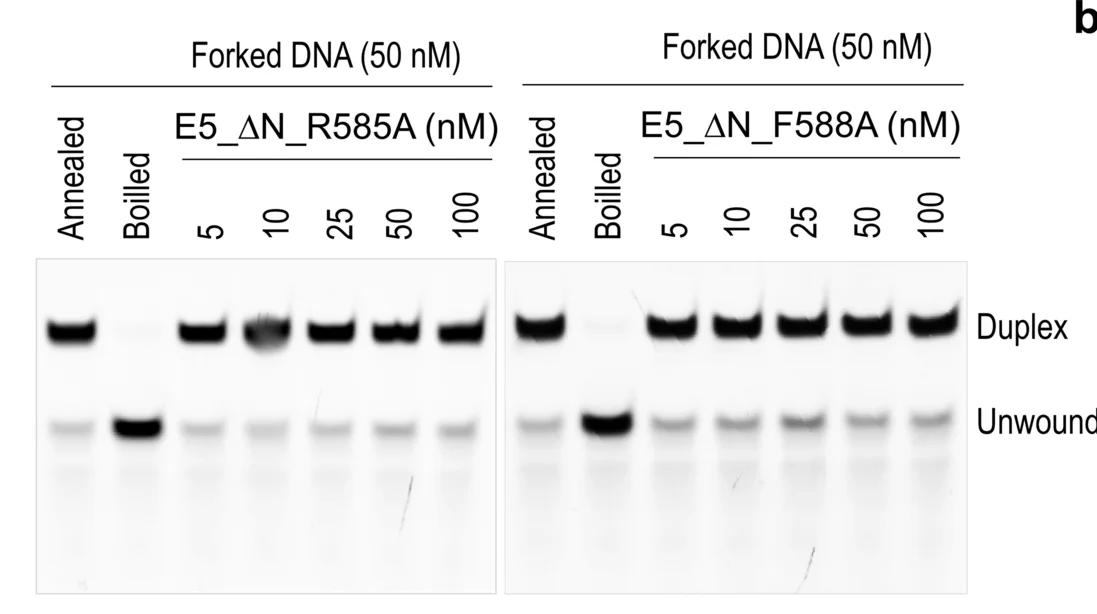 Open access visualization of Gel, In Vitro, DNA Unwinding Assays, E5_∆N Mutants, DNA-Binding Residues