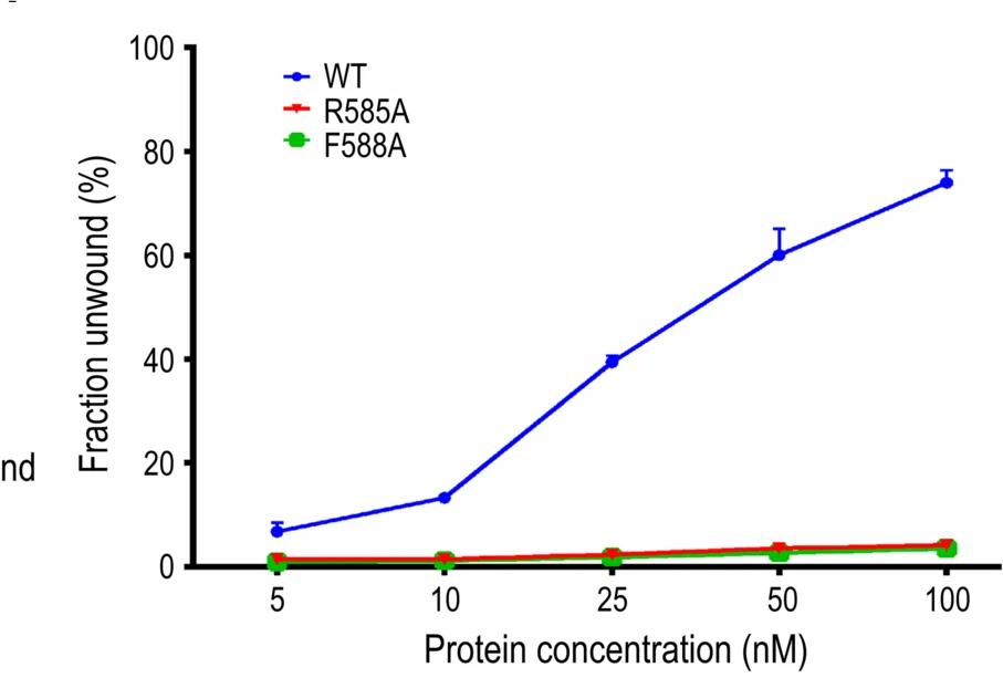 Open access visualization of Line Plot, Error Bars, In Vitro, DNA Unwinding Assays, E5_∆N Mutants