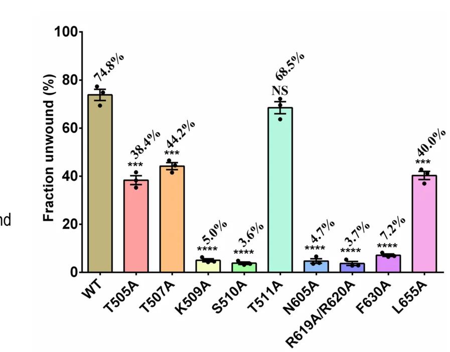 Open access visualization of Bar Plot, Error Bars, In Vitro, DNA Unwinding Assays, E5_∆N Mutants