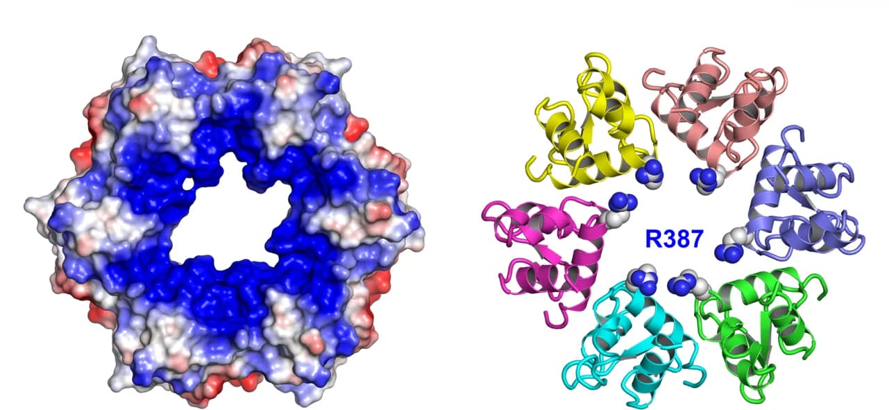 Open access visualization of Protein Structure, Chemical Structure, D5N Domain, MXPV E5, Residues