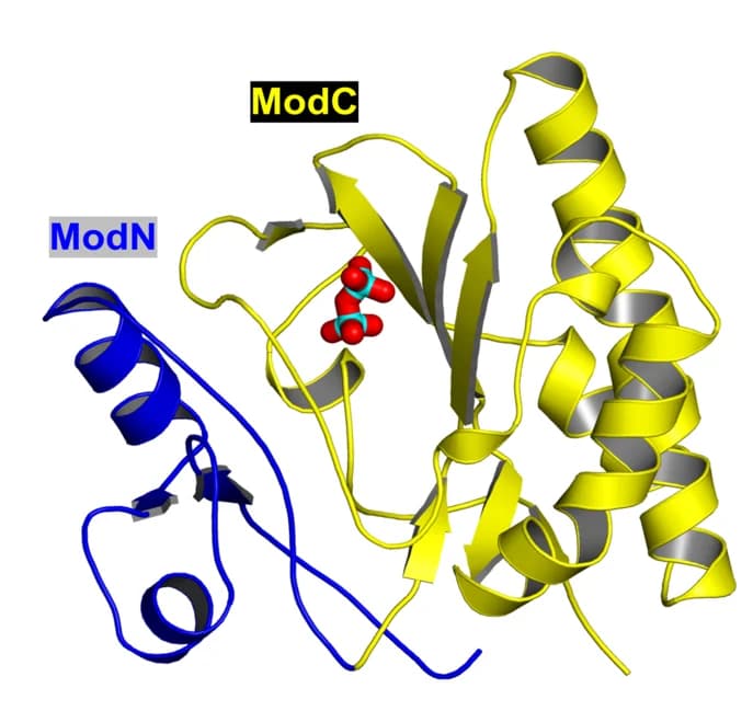Open access visualization of Protein Structure, MPXV E5, AEP Domain, Folding, Magnesium