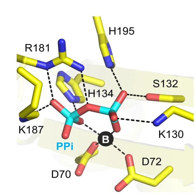 Open access visualization of Protein Structure, Chemical Structure, Magnesium, Coordination, PPi Recognition