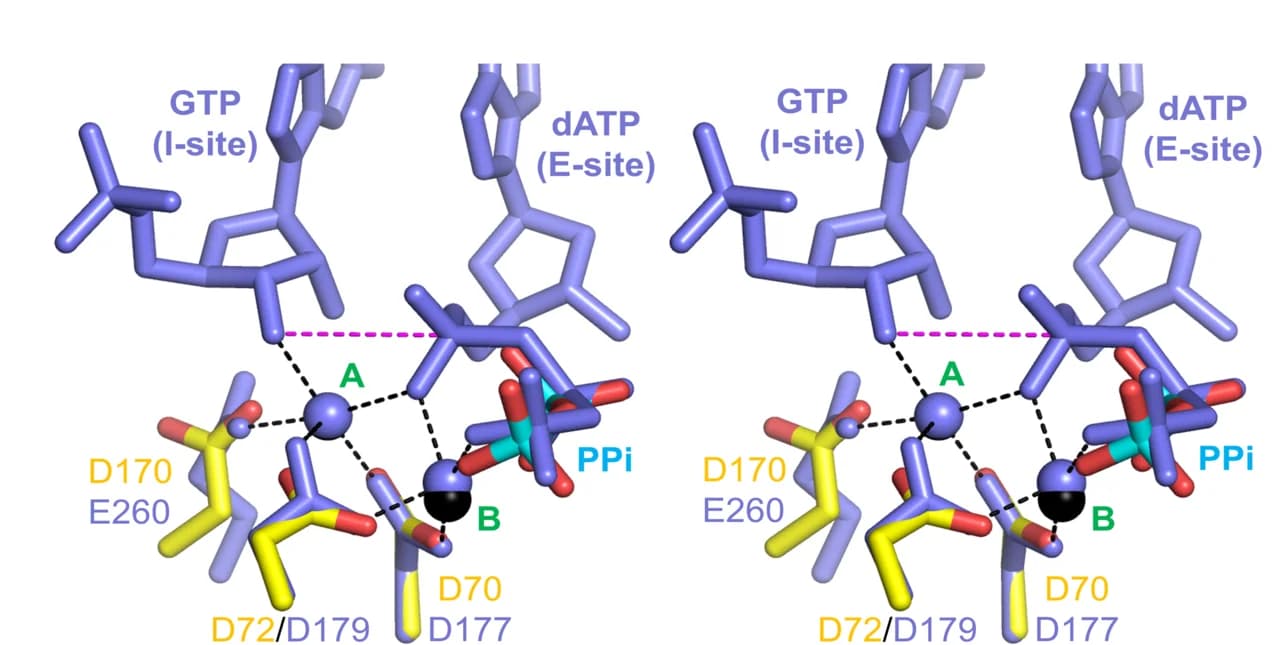Open access visualization of Protein Structure, Chemical Structure, Catalytic Site, MPXV E5, AEP Domain
