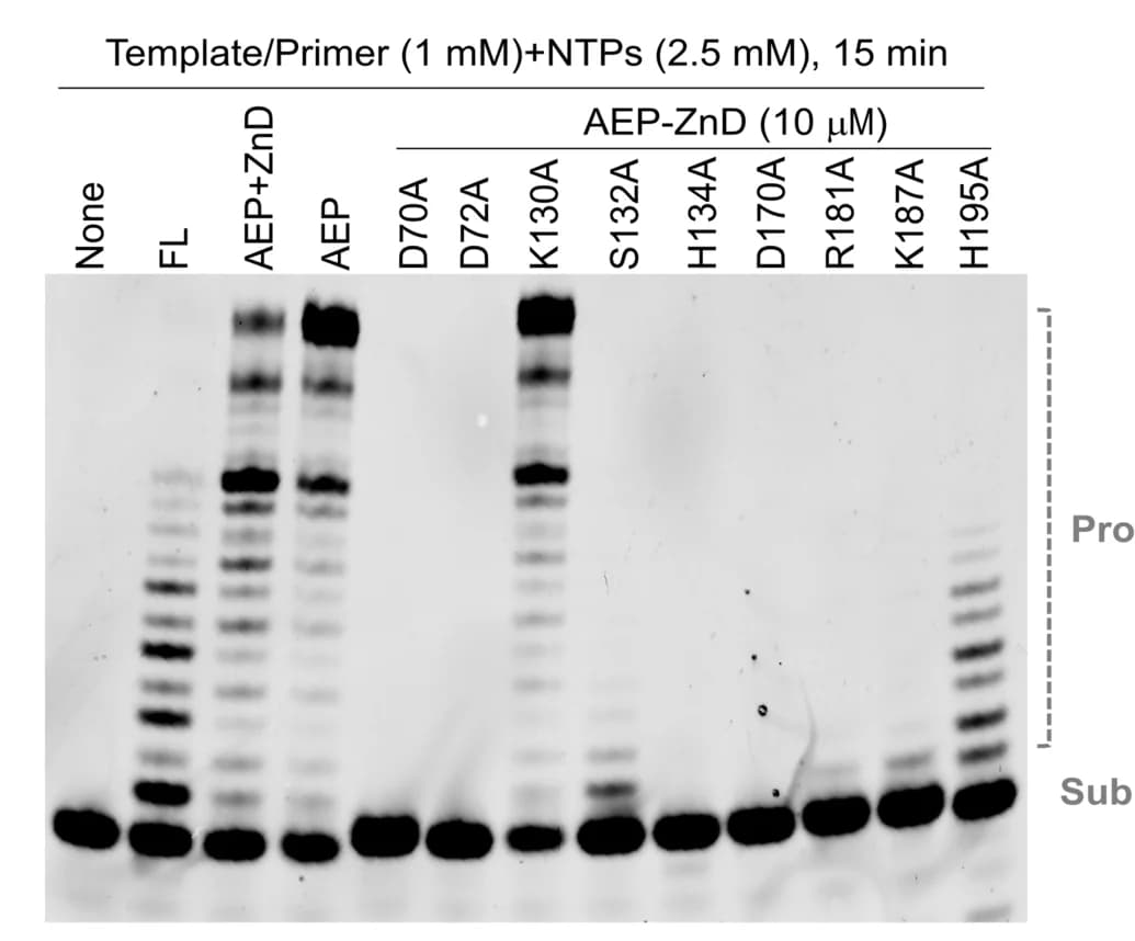 Open access visualization of Gel, In Vitro, Primer Extension Assays, MPXV E5, Mutant Proteins