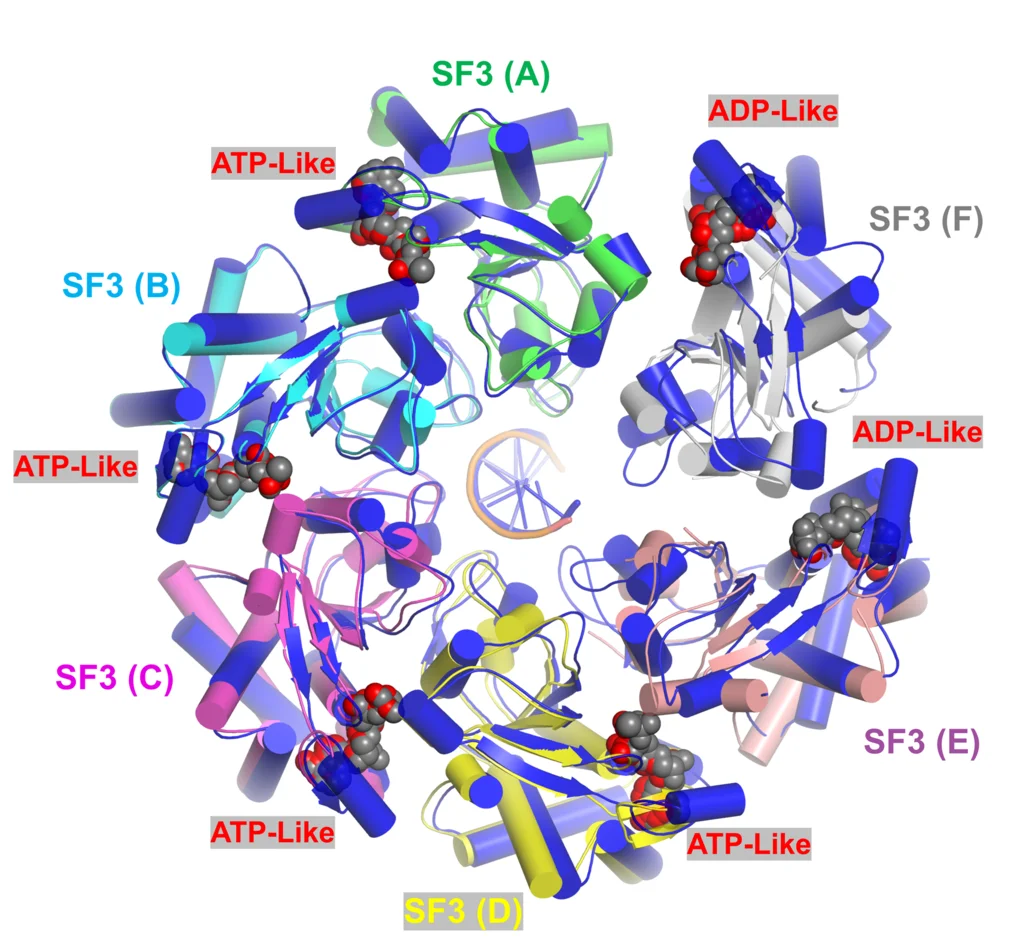 Open access visualization of Protein Structure, Chemical Structure, E5-ssDNA-AMPPNP Complex, 8HWG Structure, Helicase