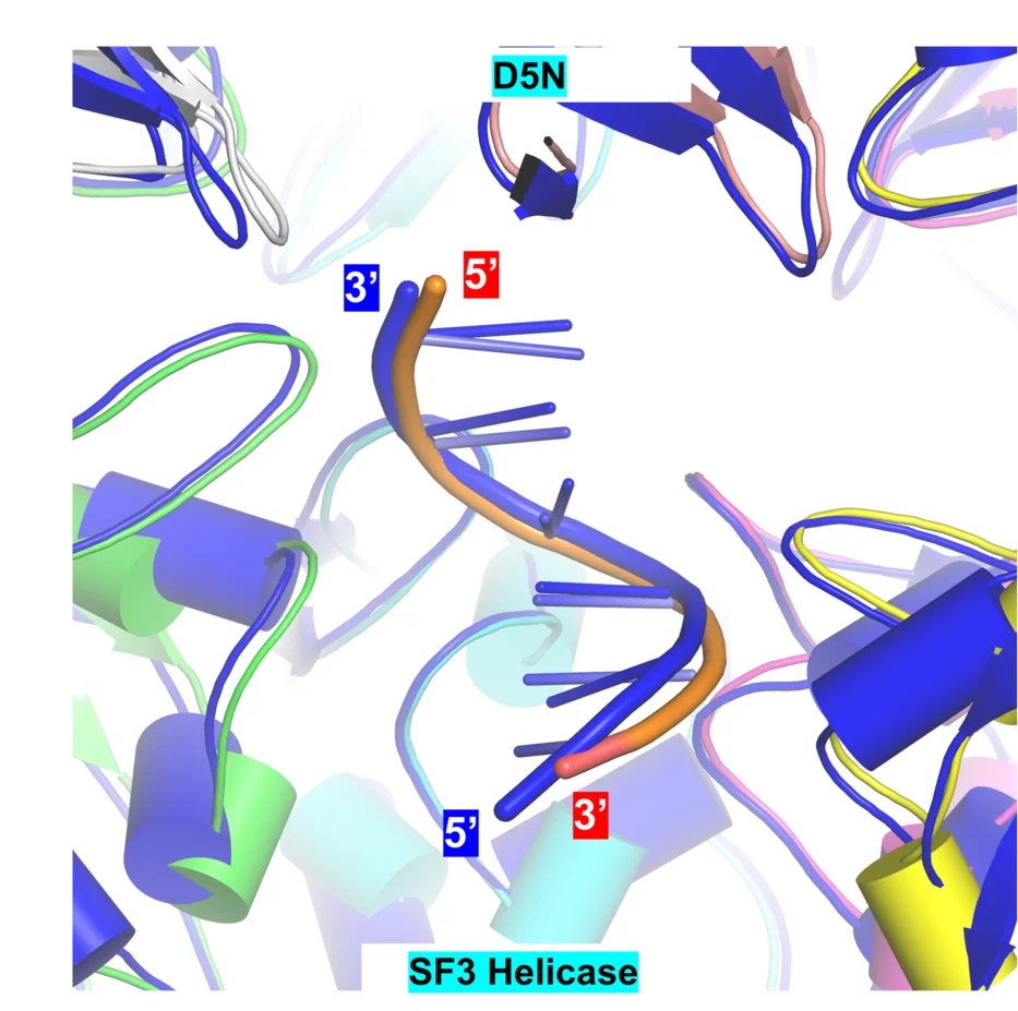 Open access visualization of Protein Structure, B-form DNA, 8HWG Structure, E5-ssDNA-AMPPNP Complex, Superposition