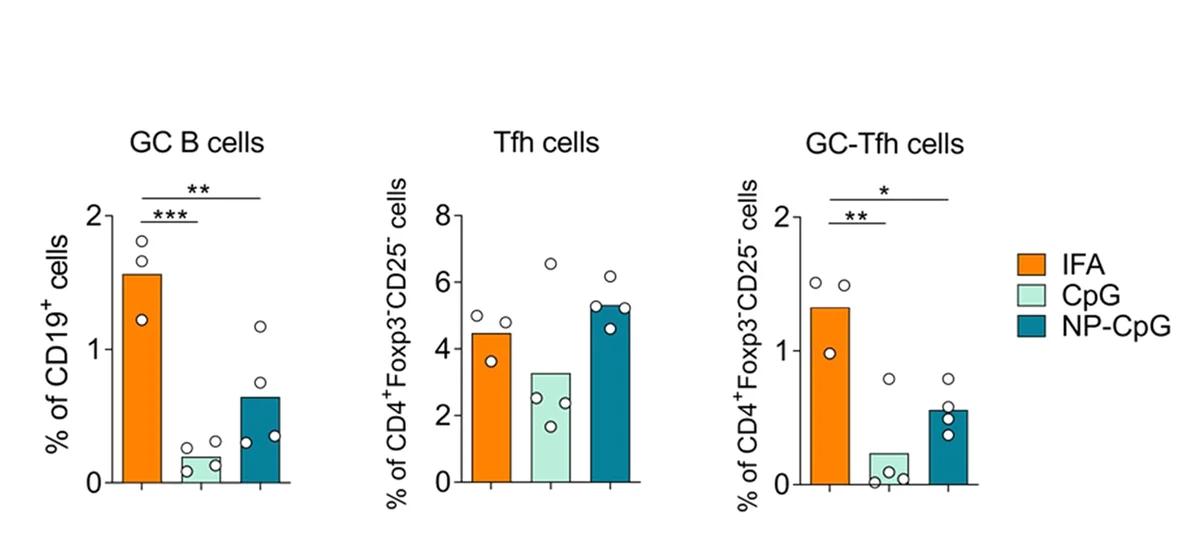 Open access visualization of Bar Plot, Scatter Plot, GC B Cells, Tfh Cells, GC-Tfh Cells