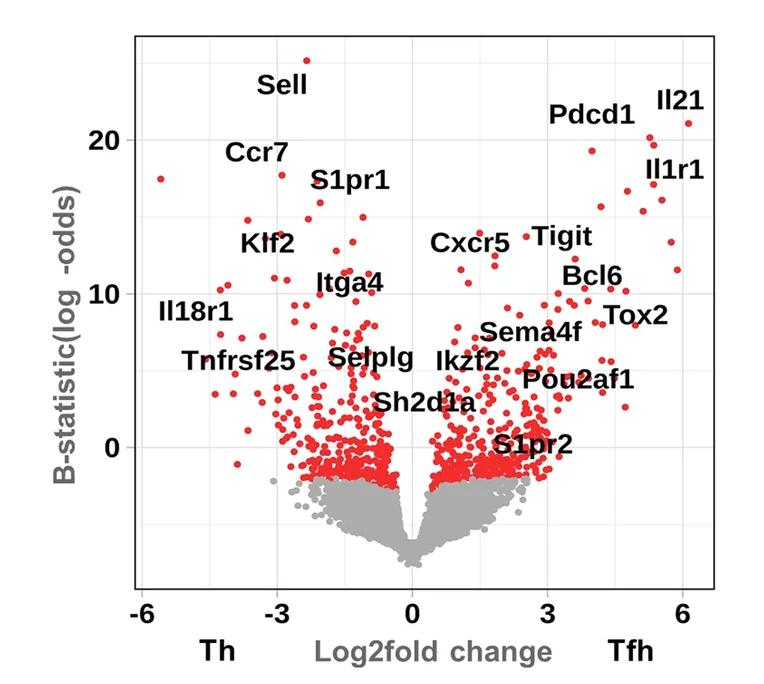 Open access visualization of Volcano Plot, Scatter Plot, Differentially Expressed Genes, Tfh Cells, Non-follicular T Cells