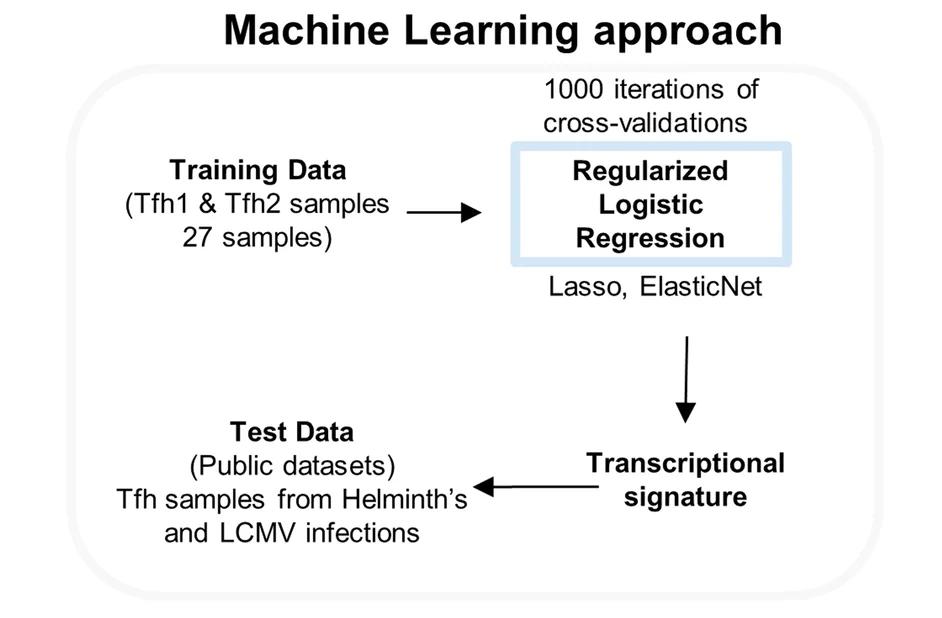 Open access visualization of Workflow, Workflow Design, Machine Learning, Transcriptional Signatures, Tfh1 Datasets