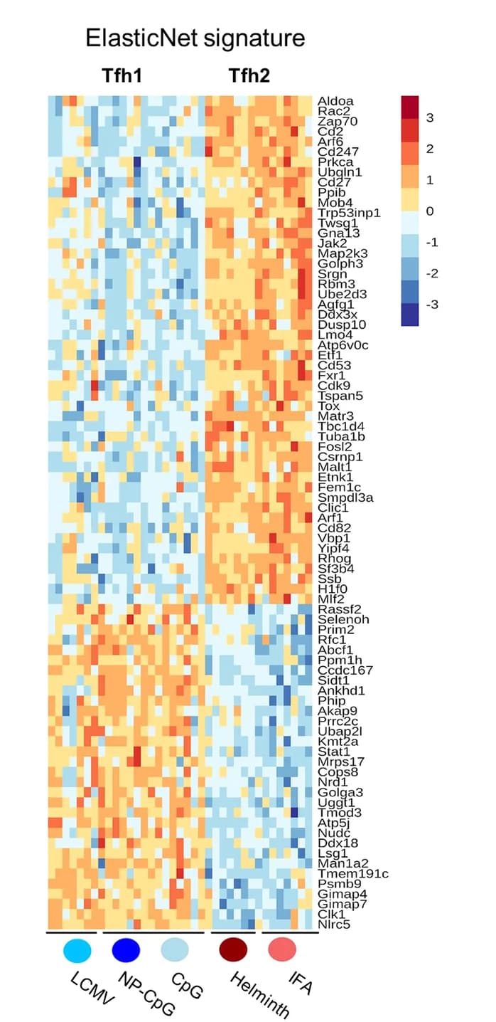 Open access visualization of Heatmap, Signature Genes, ElasticNet Penalty, Training Datasets, Test Datasets