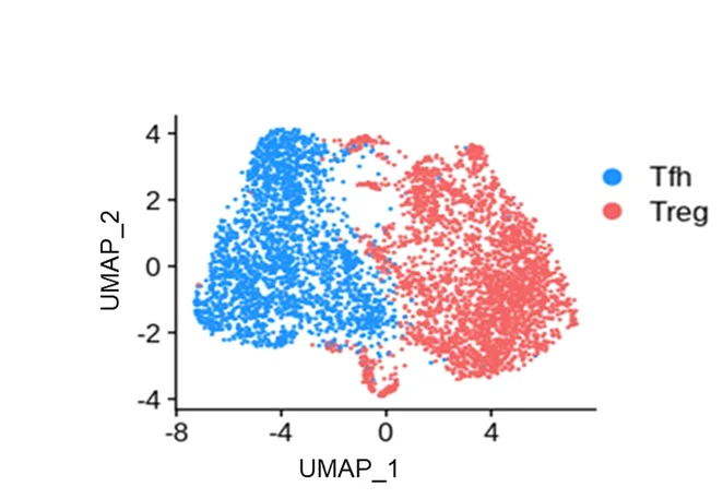 Open access visualization of Scatter Plot, UMAP, UMAP Projection, Tfh Cells, Treg Cells
