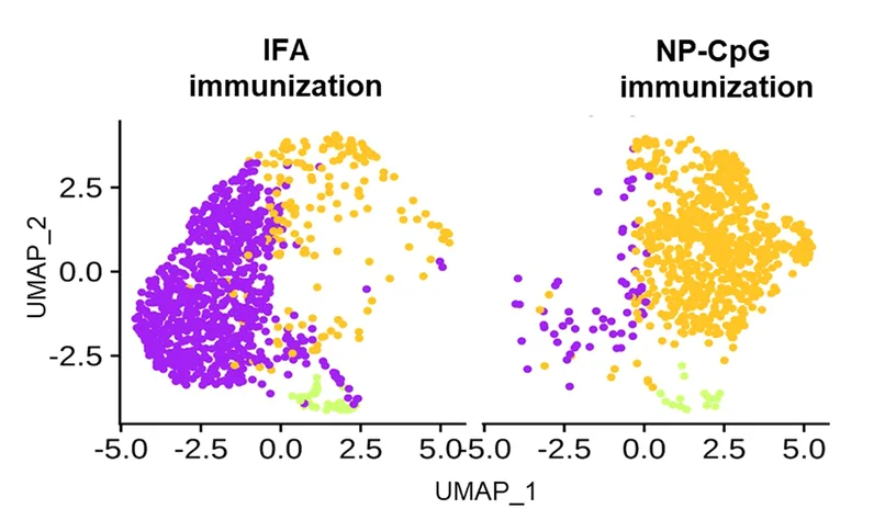 Open access visualization of Scatter Plot, UMAP, UMAP Projection, Immunization, Lymph Nodes